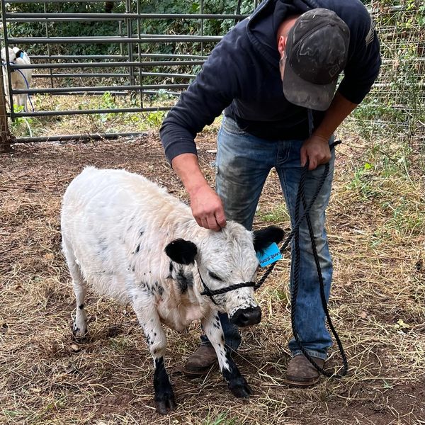 Meet Huckleberry, our micro mini British White Park heifer calf