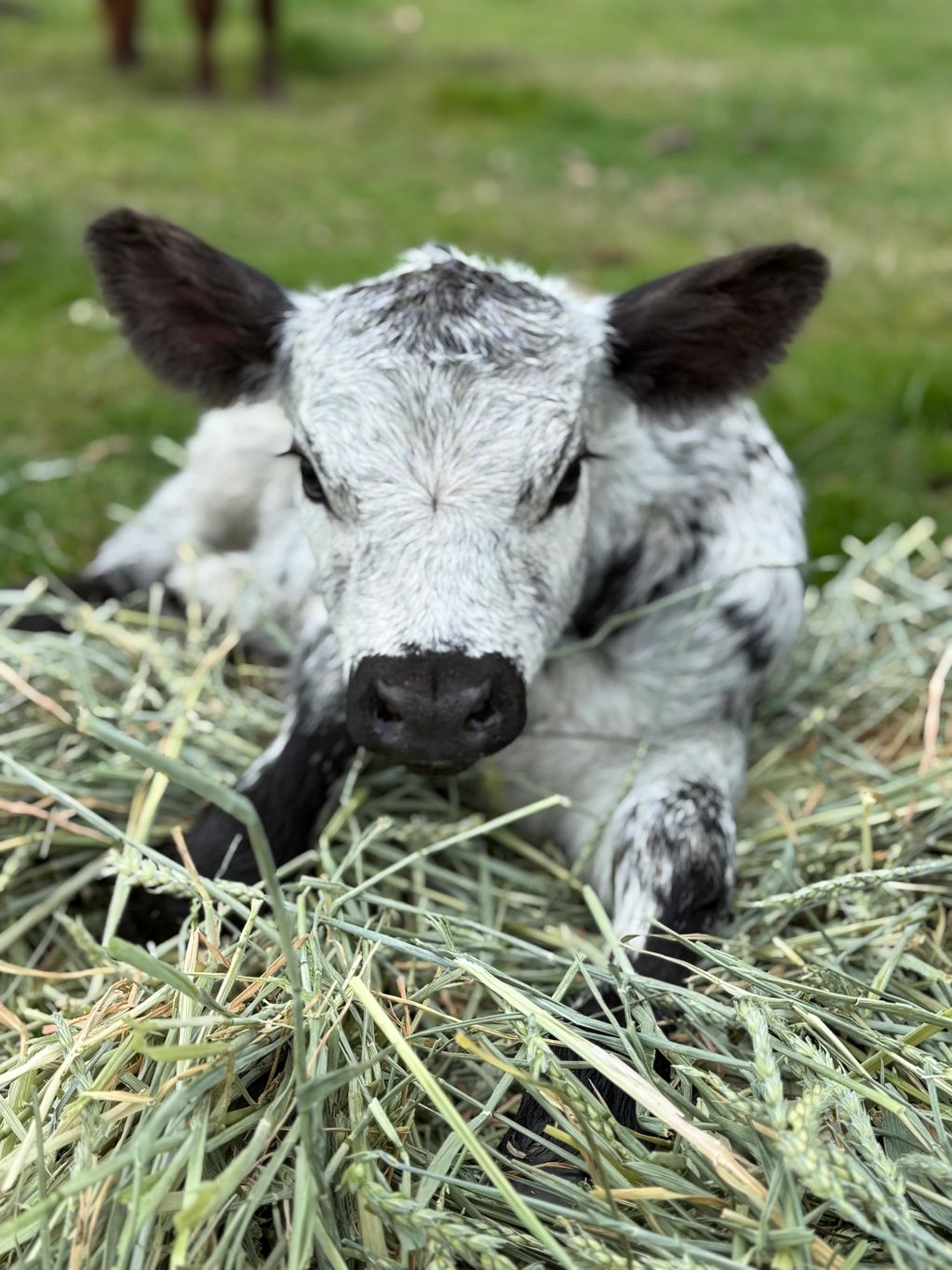 CCMM Uno, short stout bull (or steer) calf out of CCMM Maudie by CCMM Cody, AVAILABLE 