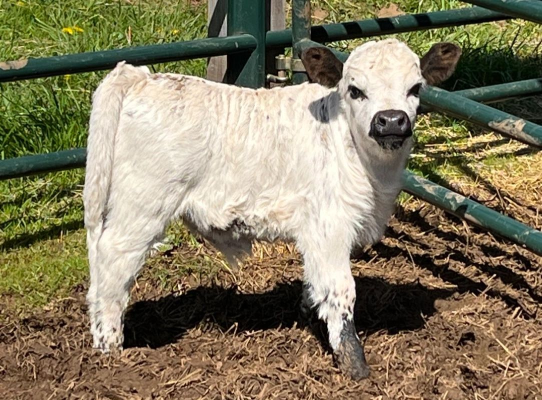 Carter Creek Mini Moos Miniature Cows, Mini Cows, Mini Moo