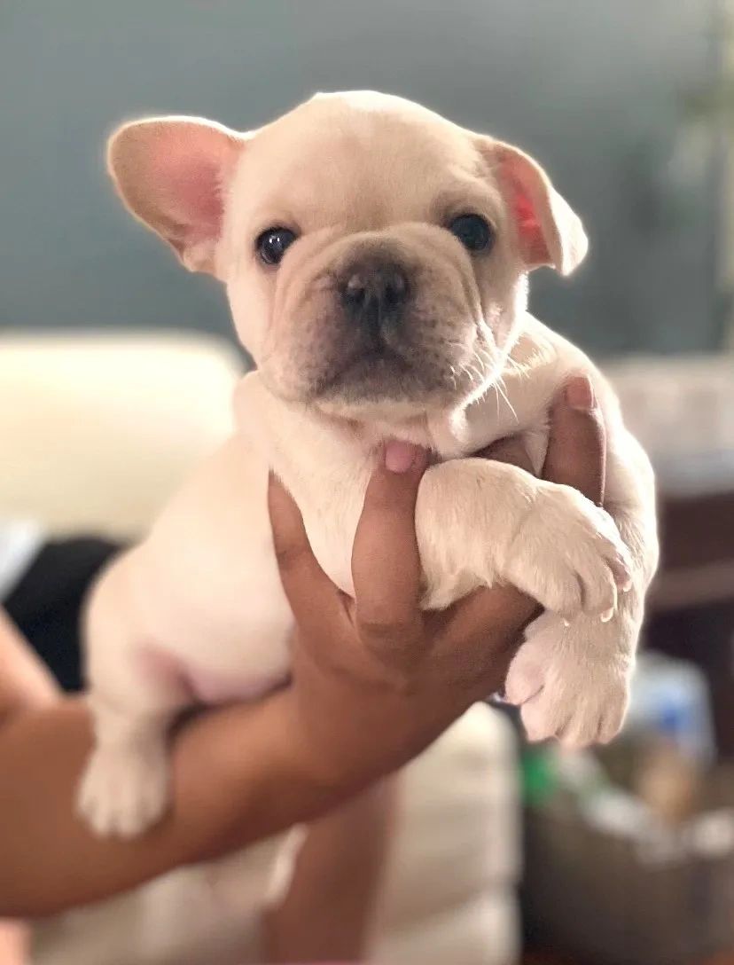 are french bulldogs born with pink noses