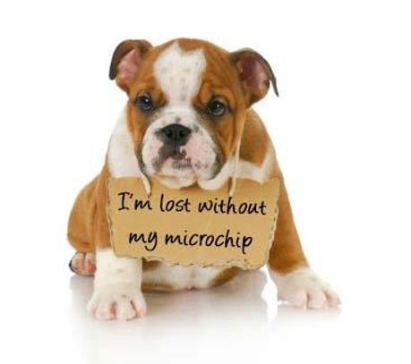 Puppy with a sign saying it is lost without its microchip.