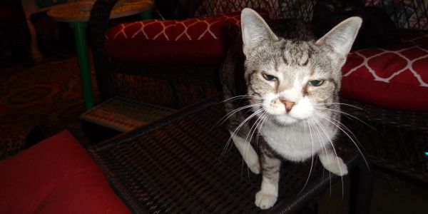 Close-up of a cat on a chair.