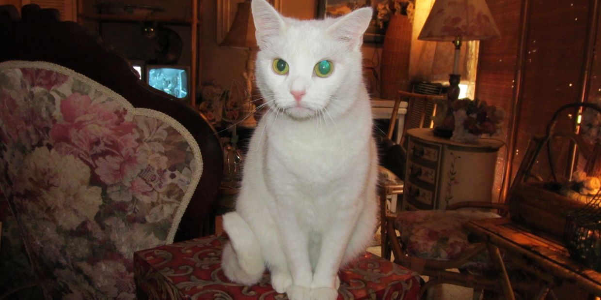 White cat with heterochromatic eyes sitting indoors.