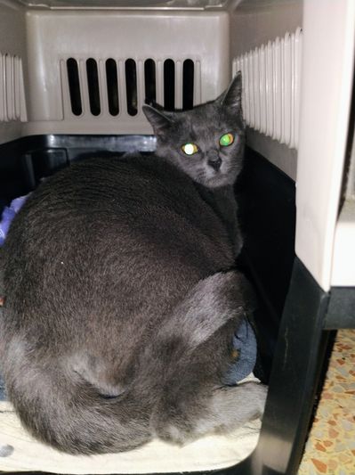 Gray cat resting inside a carrier.