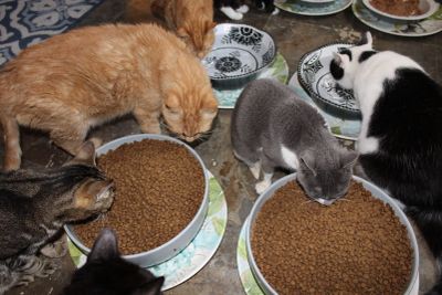 Five cats eating from large bowls of dry food.