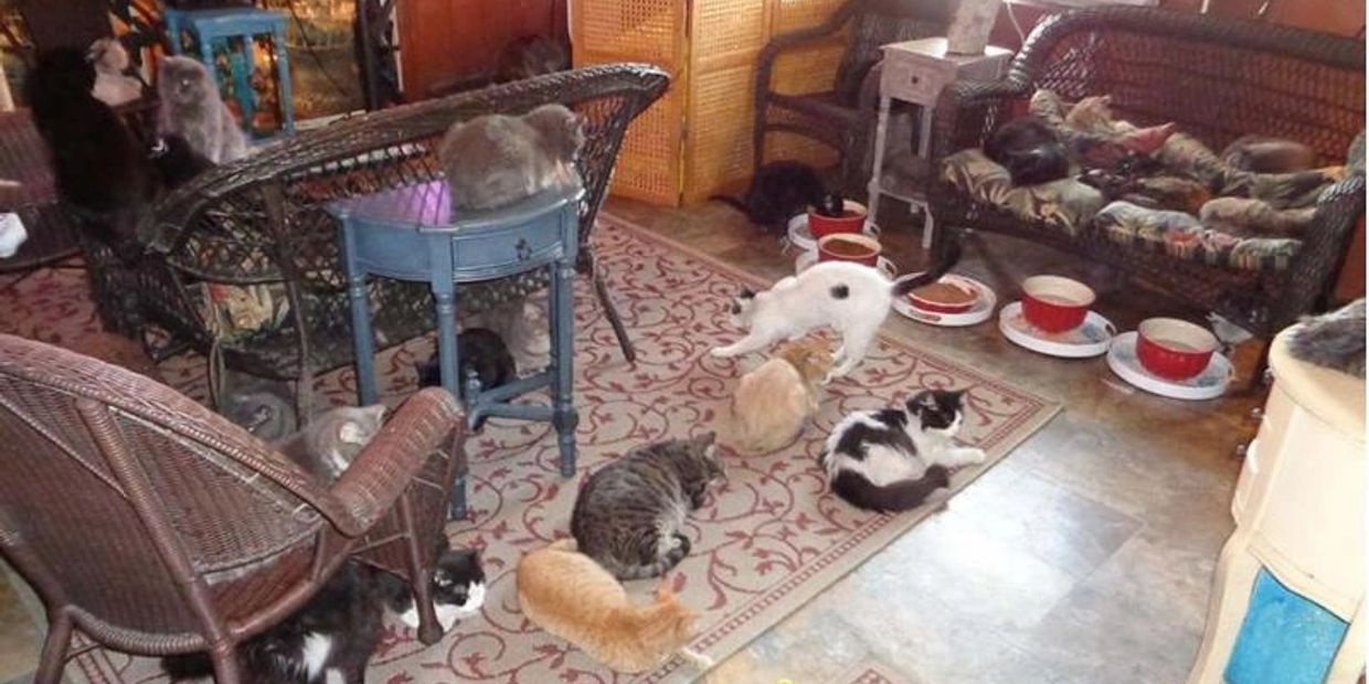 A room filled with many cats resting and playing.