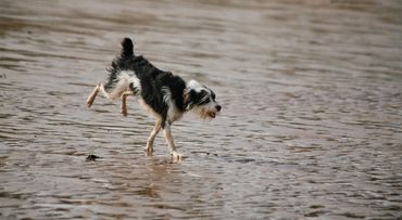 I cannot let my back feet touch the sand. Must not let my back feet get wet, No way!