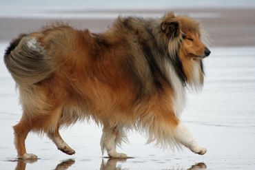 Molly loving the beach