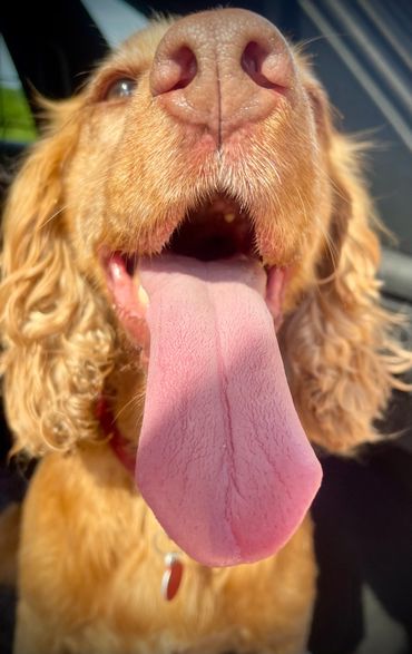 Poppy - also known as Poppadoodle - very happy after her walk. 