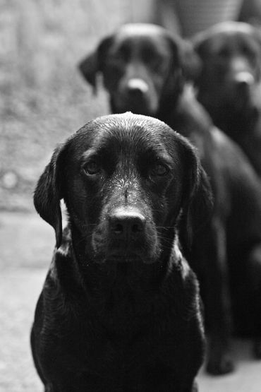 Wait in line boys - she has treats!