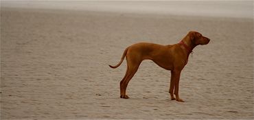 Sara loves to pose on the beach and who can blame her. 