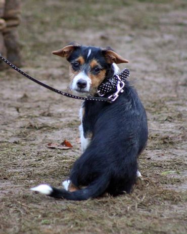 A cute wee pup at a horse show getting used to the horsey scene and the inevitable mud