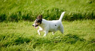 Millie. 
Is there anything better than a Jack Russell? ok yes ...a well behaved Jack Russell LOL  