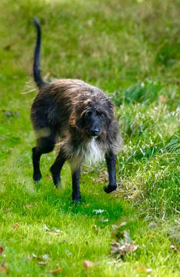 Tsar looking like one very focused lurcher