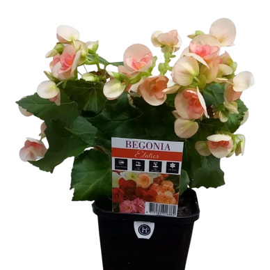 Potted Begonia Elatior plant with peach-pink flowers and green leaves.