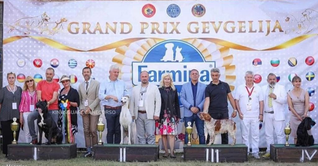 BISS SABRINA CN
Multi Group Placements
European Champion ‘21
Grand Champion of Macedonia
Champion of