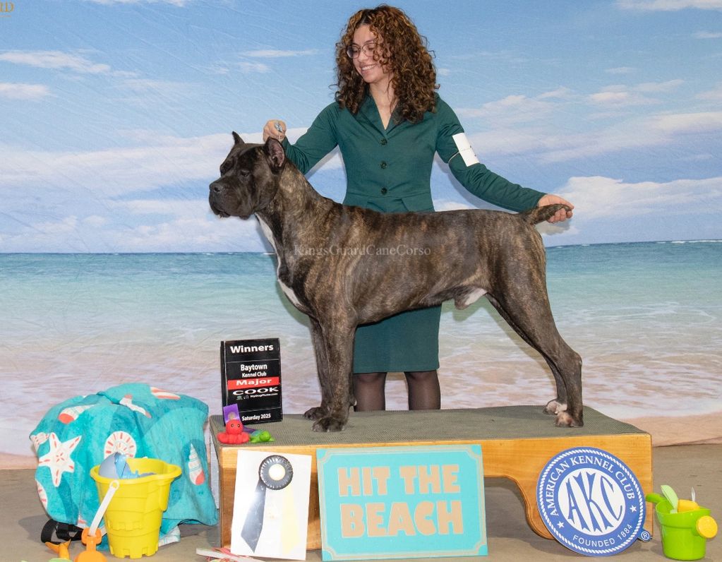 AKC CHAMPION DRAGON 
*Currently working towards Grand Champion