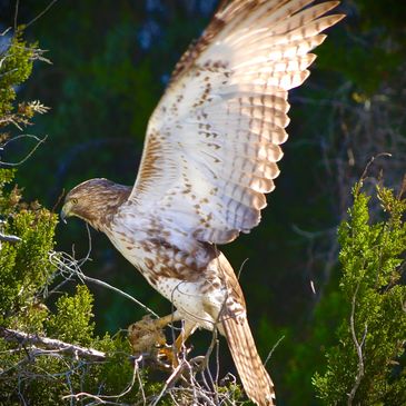 A hawk with wings spread wide perched on a branch in a forest.
