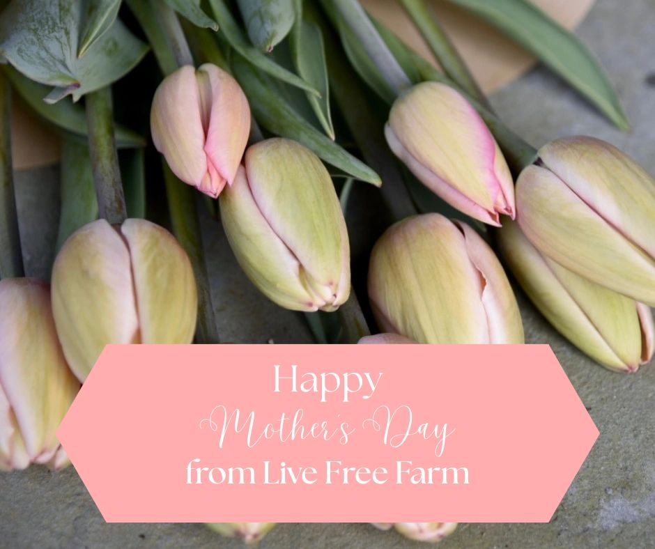 Soft pink tulips with a Mother's Day greeting from Live Free Farm.