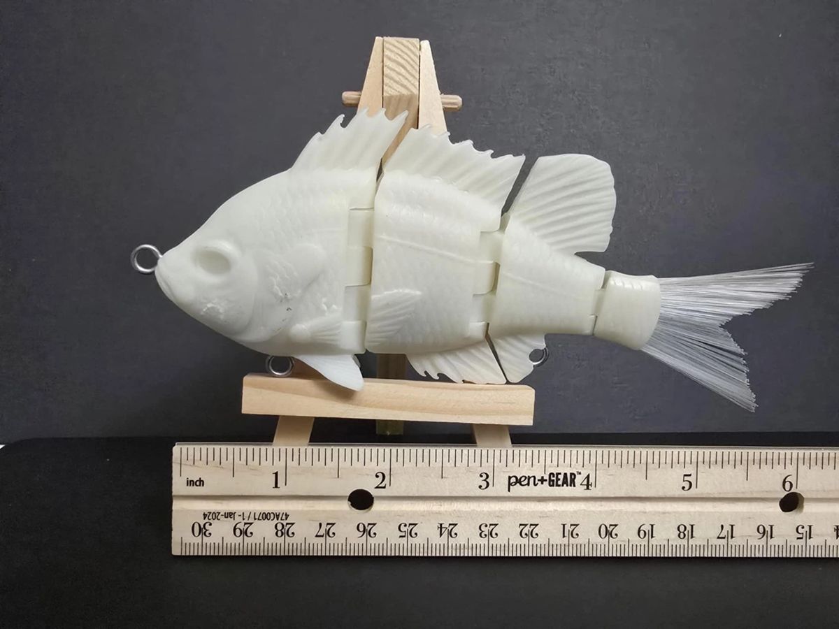 Large Tilapia