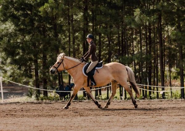 Rider on tan horse trotting in outdoor arena.