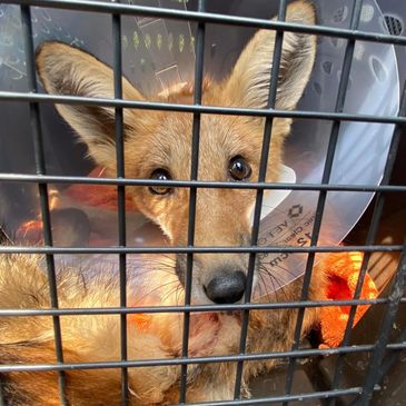 Photographed is Fox that is was hit by car  recovering after surgery.