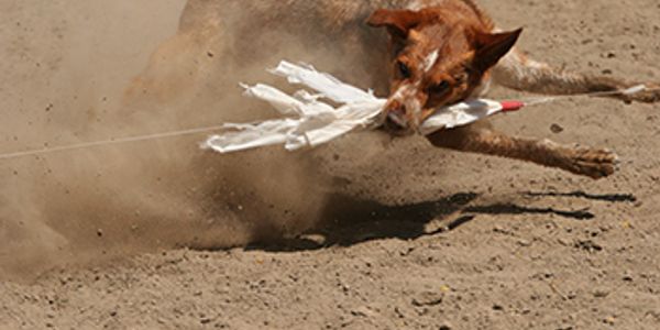 Lure Coursing – American Kennel Club