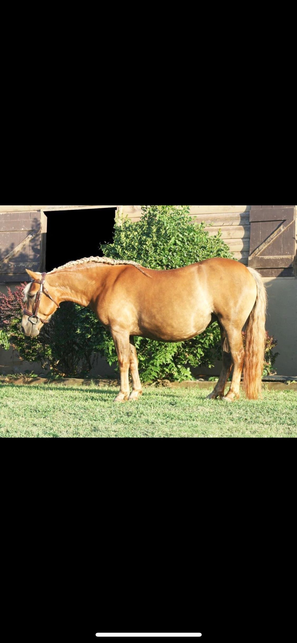 For the Love of Horses Inc.