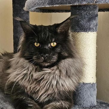 Maine Coon Cats