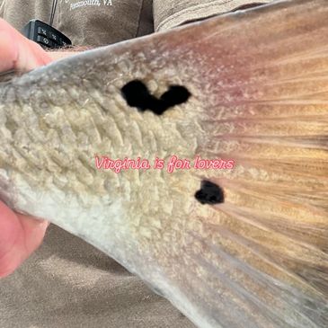 #godsartwork #ESVA #flyfishing #charterboat #saltwaterflyfishingvirginia #flyfishvirginia 