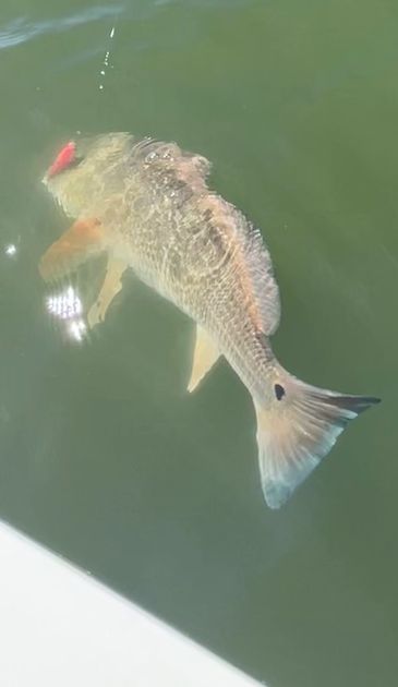 Redfish