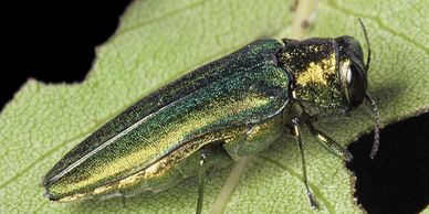 Emerald Ash Borer