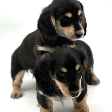 Current available black and cream miniature dachshunds and shaded creams