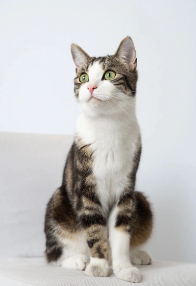 Eine sitzende Katze mit grünlichen Augen.