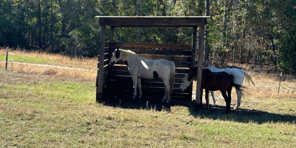 Three horses sheltering under a wooden shade in a field.