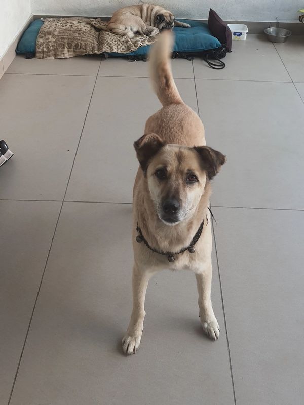 A happy dog with wagging tail looking up on a tiled floor.