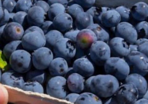 Fresh Blue Crop blueberries, picked fresh everyday 