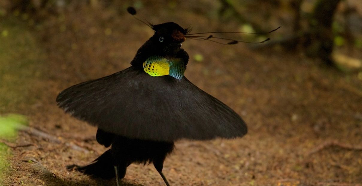 Huon Birding Camp - Birdwatching, Papua New Guinea