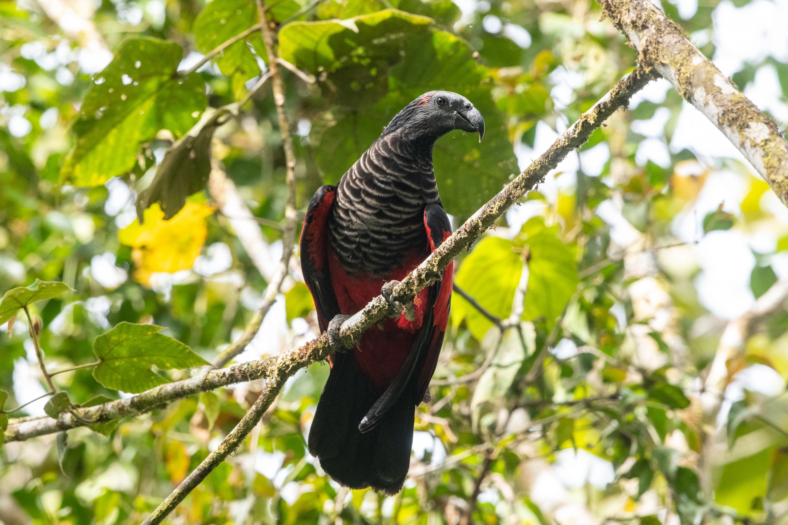 Back to Black: How Birds-of-Paradise Get Their Midnight Feathers