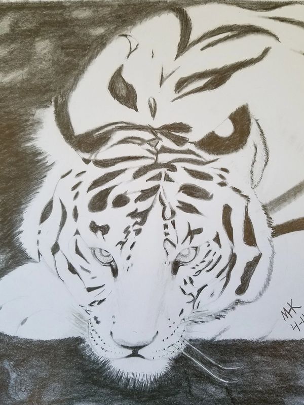 White tiger, 2016 [8x10 graphite/ paper]  (Sold)