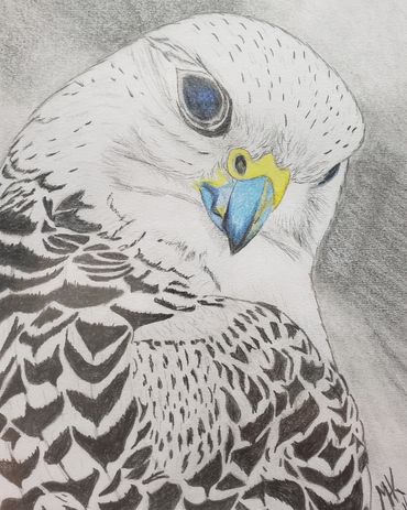 White Hawk, 2016 [8x10 graphite/ paper] 
