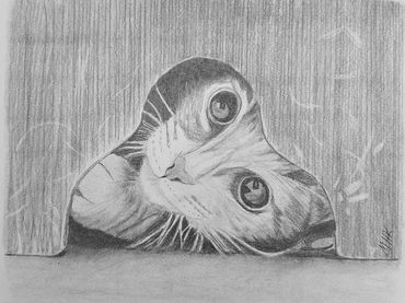 Peek-A-Boo Kitty, 2016 [10x8 graphite/ paper] 