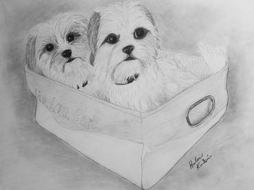 Pups in Toy Basket, 2018 [14x11 graphite/ paper]  (Sold)