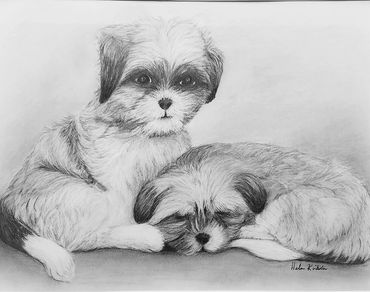 Puppy Love, 2018 [14x11 graphite/ paper]  (Sold)