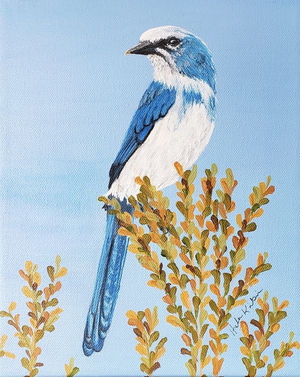 Florida Scrub-Jay, 2020 [8x10 acrylic]