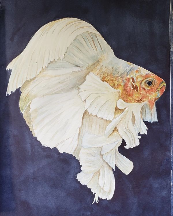 Fancy Fish, 2021 [8x10 Watercolor] 