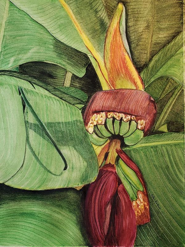 Banana Blossoms, 2021 [11x14 Watercolor ] 