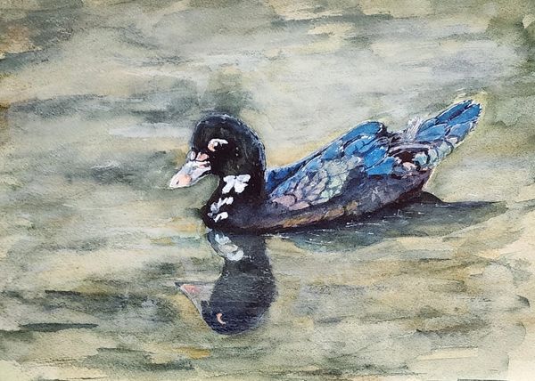 Solo Duck, 2025 Watercolor [8x10 ]   # 25-319 