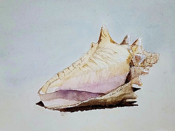 Sea Shell by the Sea, 2025 Watercolor [8x10 ]   # 25-327 