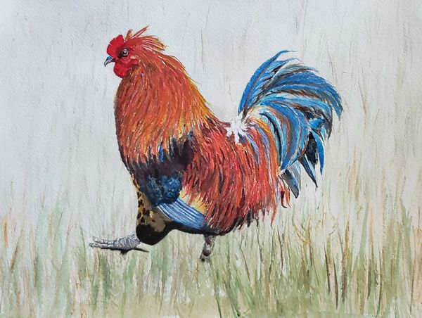 Rooster AM, 2022 [8x10 Water Media]    # 22-201